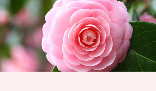 CAMELLIA VERSATILE
