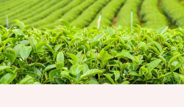 GREEN TEA ANTI-DANDRUFF