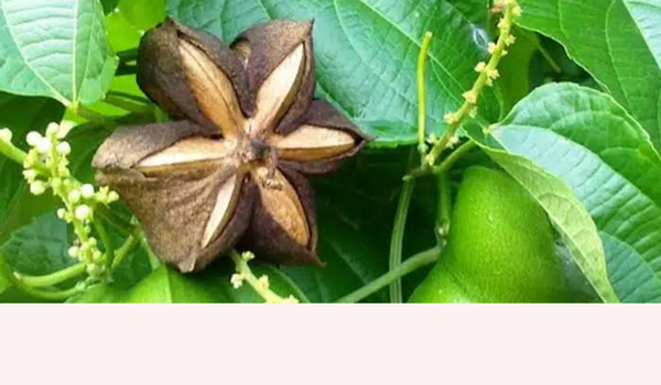VITAMIN & INCA INCHI OIL