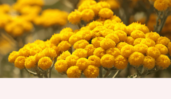 HELICHRYSUM