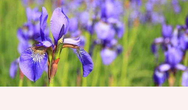IRIS RESTORATIVE