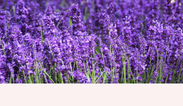 LAVENDER FULL ENERGETIC