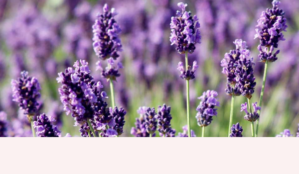 LAVENDER VIOLET