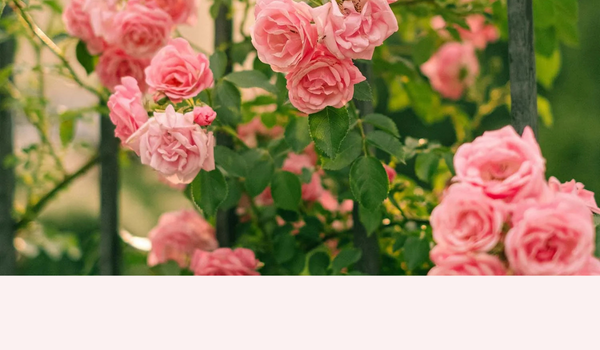ROSE ELASTIC CURL