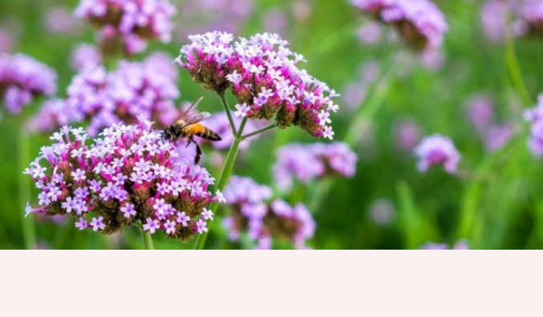 VERBENA